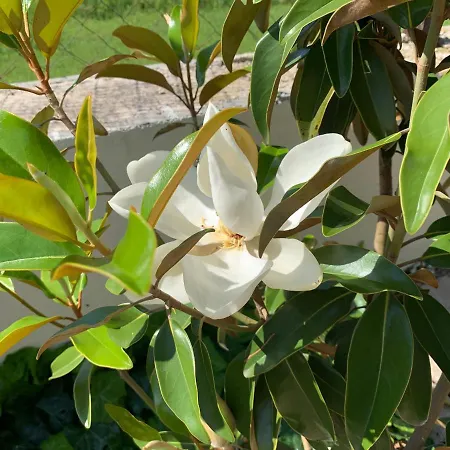 Zeleny Dom 民宿 Podhájska