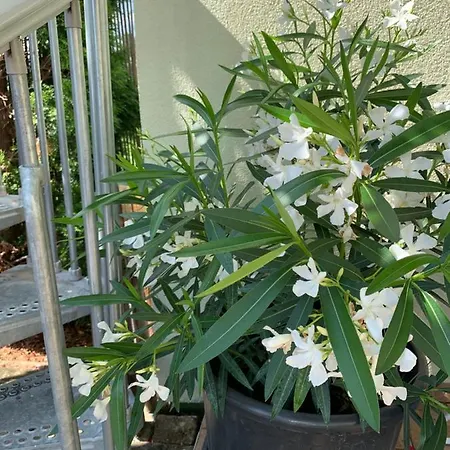 Zeleny Dom Kwatera prywatna